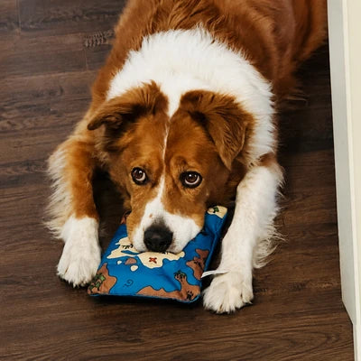 Chien couché sur le parquet