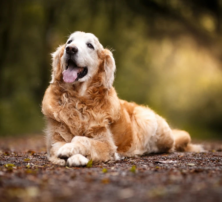 Golden retriever couché au frais