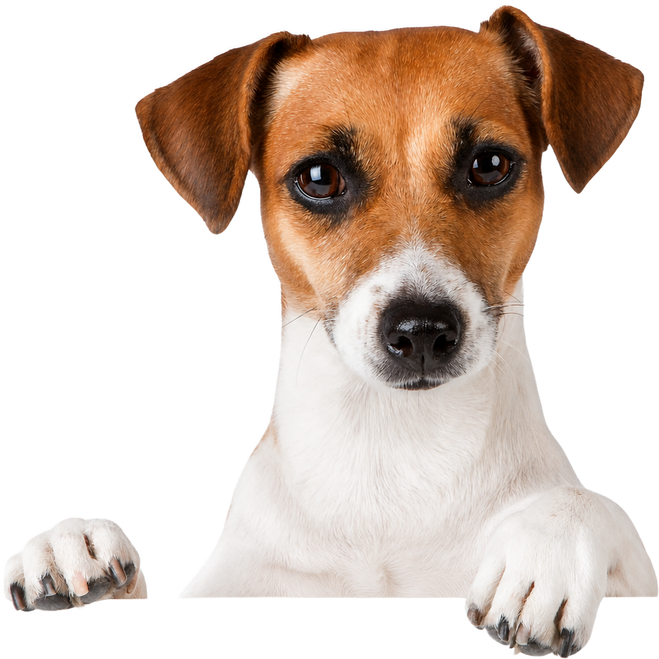 Jack Russell accoudé au tableau comparatif