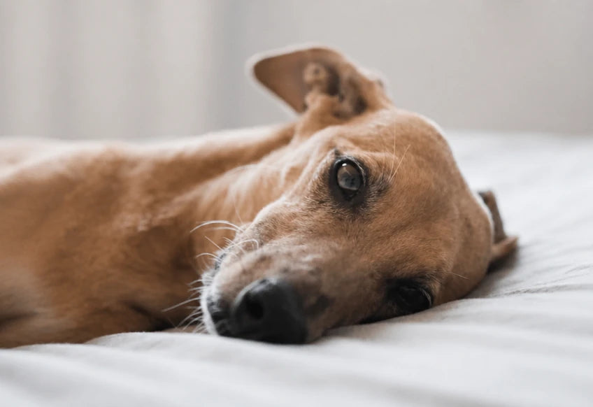 Chien qui se repose, museau posé