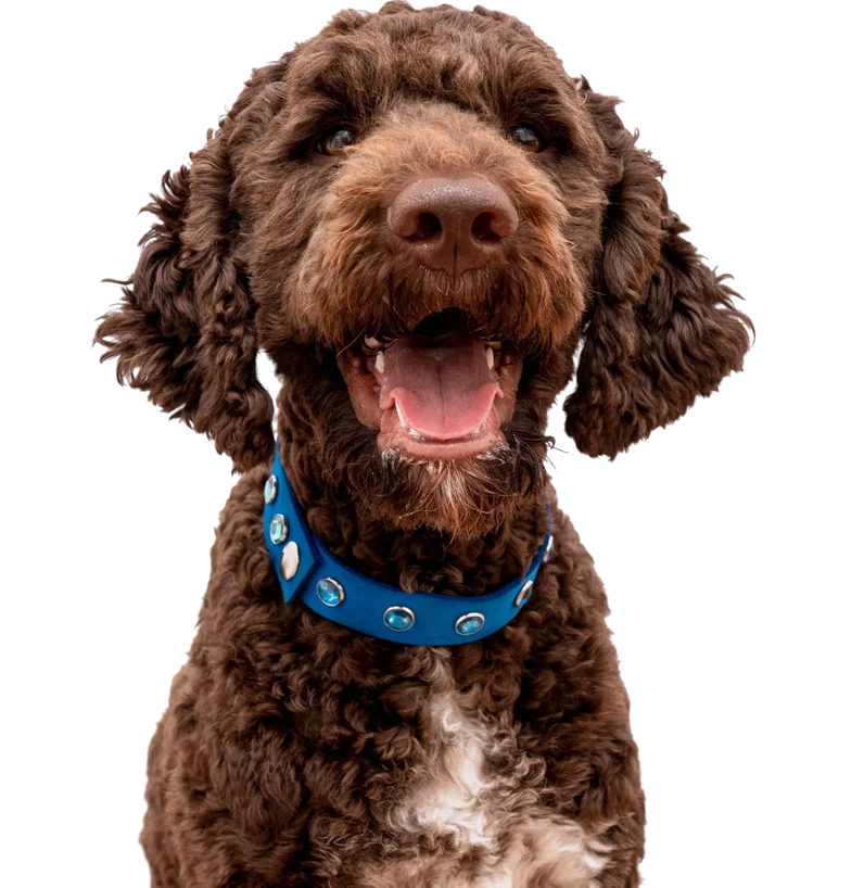 Dog Image
