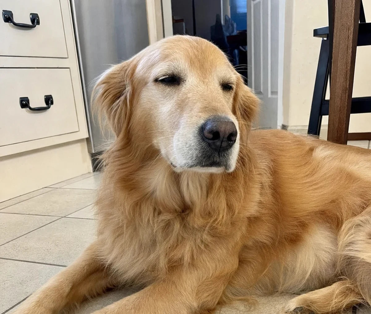 Chien endormi sur son tapis rafraîchissant Velora CoolMat